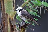 White-rumped Shrikeborder=